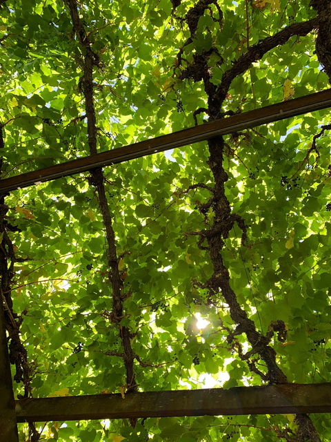 Vintner's Bar And Grill - Melbourne Tourism 6