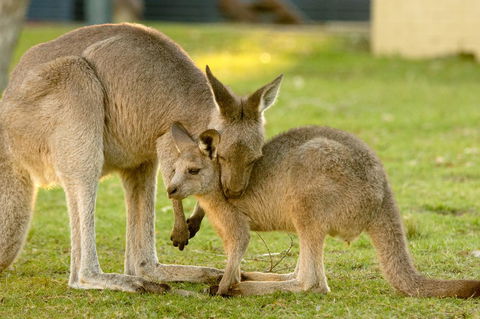 BIG4 Tasman Holiday Parks - Racecourse Beach - Melbourne Tourism 39