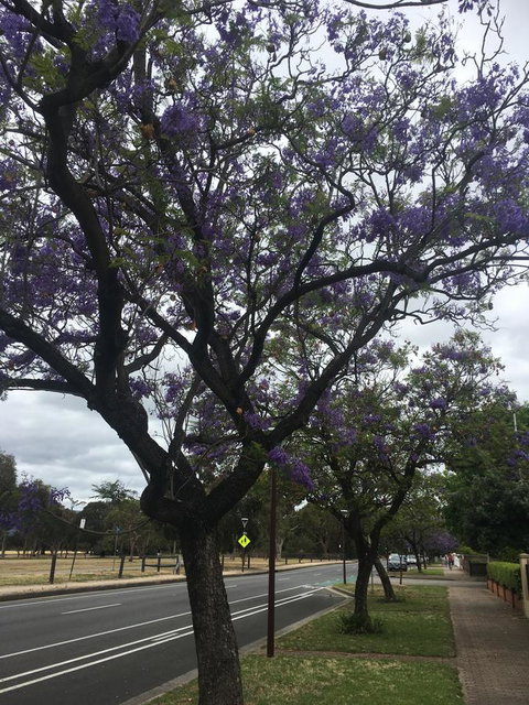 Adelaide Style Accommodation-Close To City-North Adelaide-3 Bdrm- FREE Parking - Melbourne Tourism 34