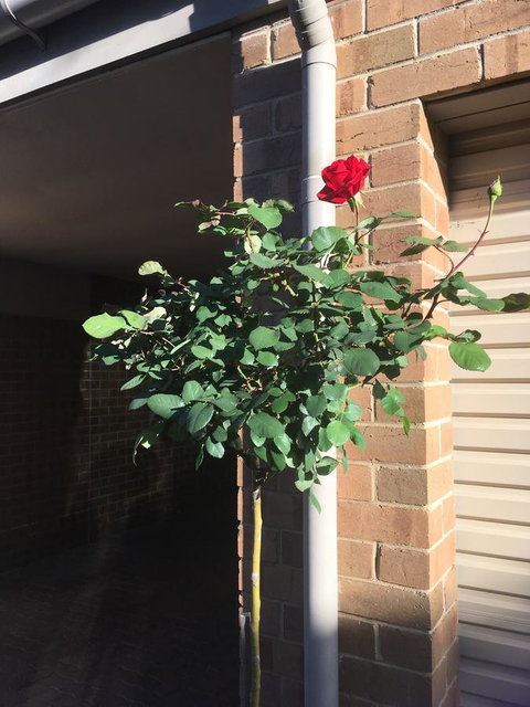 Adelaide Style Accommodation-Close To City-North Adelaide-3 Bdrm- FREE Parking - Melbourne Tourism 21