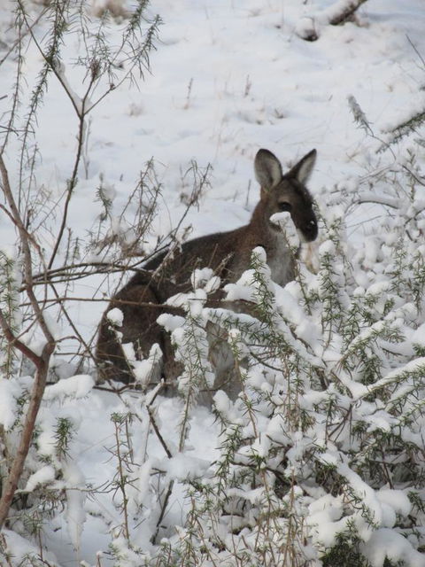 CHILL-OUT - Thredbo - Melbourne Tourism 3