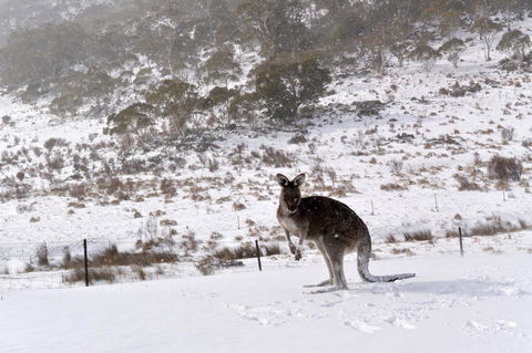 CHILL-OUT - Thredbo - Melbourne Tourism 27