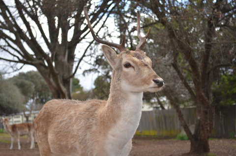 Deer Park Motor Inn Armidale - Melbourne Tourism 22