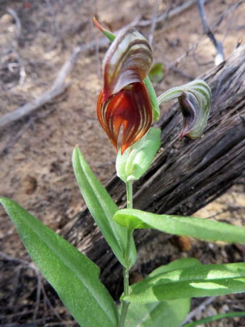 Kanga Cottage - Melbourne Tourism 28