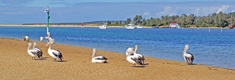 Pelican Motor Inn - Melbourne Tourism 29