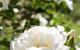 Ironstone Estate Lovedale - thumb 40