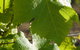Ironstone Estate Lovedale - thumb 35
