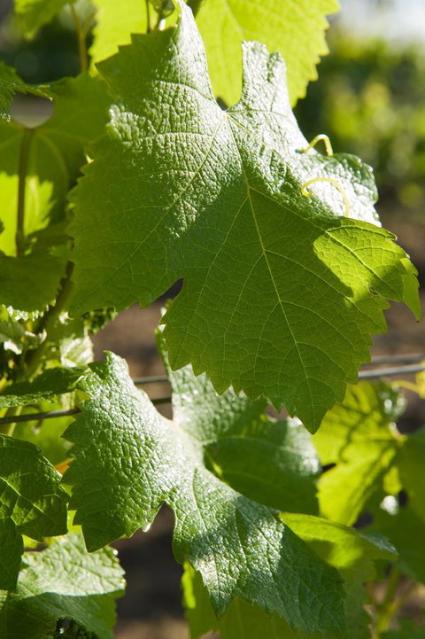 Ironstone Estate Lovedale - Melbourne Tourism 35