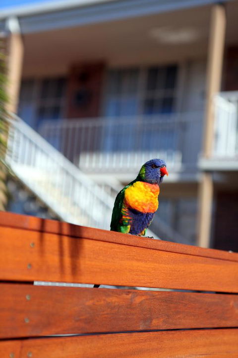 Summerhill Motor Inn - Melbourne Tourism 30