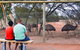 Erldunda Desert Oaks Resort - thumb 21
