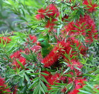 Bottlebrush B  B - Melbourne Tourism