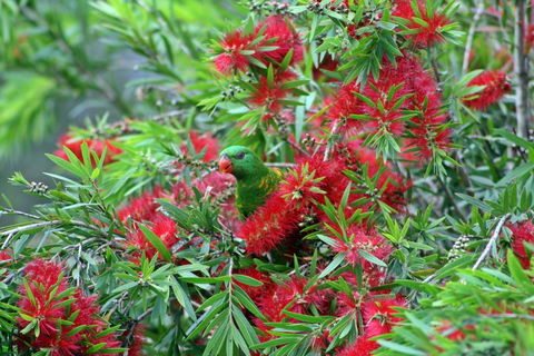Bottlebrush B & B - Melbourne Tourism 0