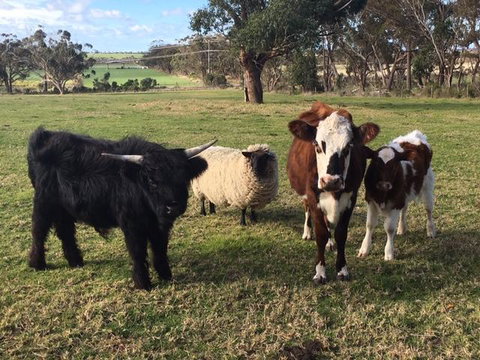 Bush Retreat Farm Stay - Melbourne Tourism 1