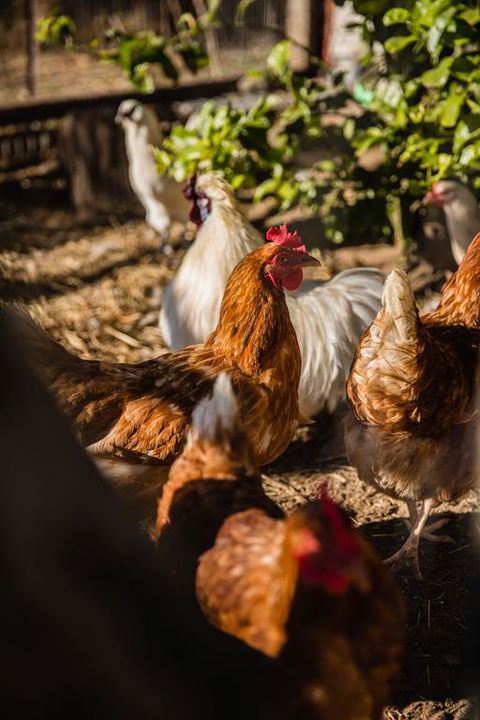 Capers Guesthouse, Barn And Cottage - Melbourne Tourism 3