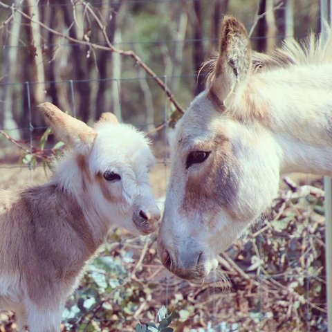 Donkey Tales Farm Cottages - Melbourne Tourism 3