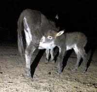 Donkey Tales Farm Cottages - Melbourne Tourism