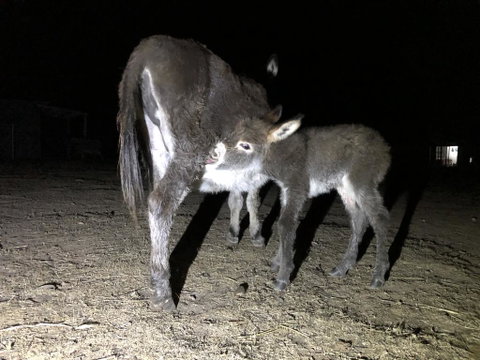 Donkey Tales Farm Cottages - Melbourne Tourism 0