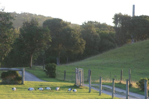 Driftwood Villas - Melbourne Tourism 1