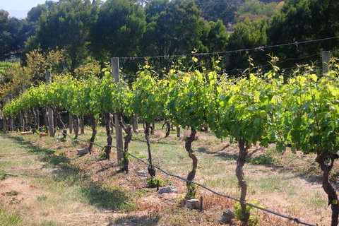 Every Man And His Dog Vineyard - Melbourne Tourism 2