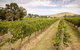 Fergusson Winery Homestead Accomodation - thumb 1