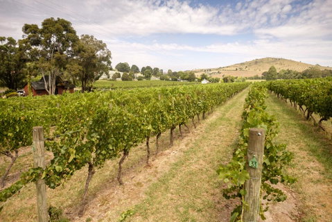 Fergusson Winery Homestead Accomodation - Melbourne Tourism 1