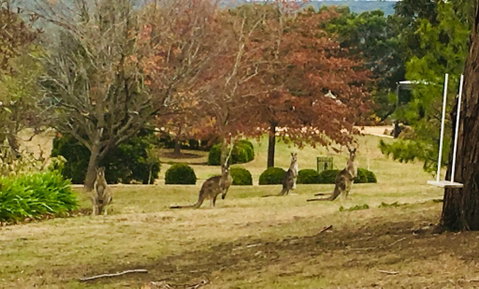 Highfield Cottage - Melbourne Tourism 2