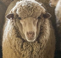 Mascot Cottage - Pet Friendly and Complimentary Breakfast Hamper - Melbourne Tourism