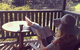 Montville Country Cabins - thumb 3