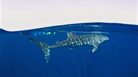 Peoples Park - Melbourne Tourism 33