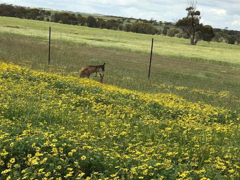 The Mains Guest House 2 Bedroom Farm Stay - Melbourne Tourism 15