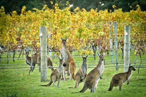 Stylish Colourfull Getaway - Melbourne Tourism 16
