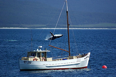 Suntrap Cove Bicheno - Melbourne Tourism 27