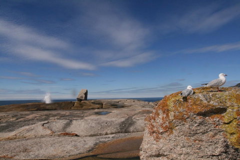 Suntrap Cove Bicheno - Melbourne Tourism 37