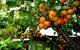 Eureka Farm - thumb 8