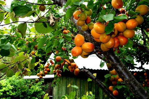 Eureka Farm - Melbourne Tourism 8