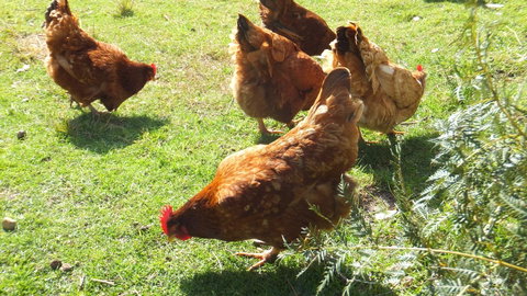 Eureka Farm - Melbourne Tourism 27