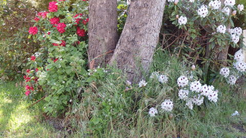 Karoola Cottage Self Contained - Melbourne Tourism 16