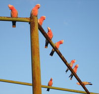 Ningaloo Bed and Breakfast - Melbourne Tourism