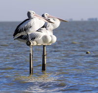Pelican Perch Retreat - Melbourne Tourism