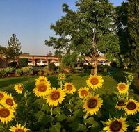 Quirindi Sunflower Motor Inn - Melbourne Tourism