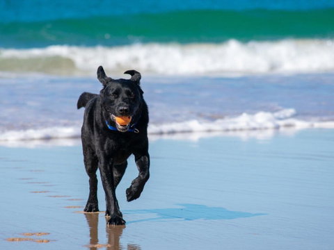 Ralph's Cottage Orion Drive Yamba - Pet Friendly Photos Available Shortly Free Wi-Fi - Melbourne Tourism 1
