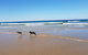 Red Door Beach House - Marcoola Beach - PET FRIENDLY, FOXTEL, WIFI, 500 BOND, Linen Supplied - thumb 1