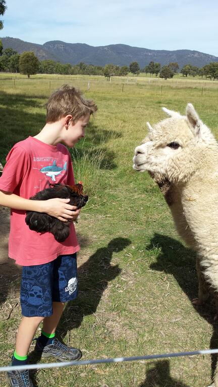 Starline Alpacas Farmstay Resort - Melbourne Tourism 3