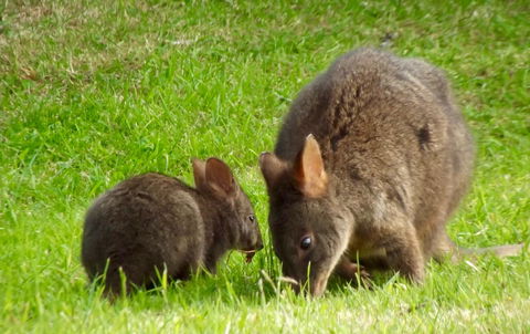 Eden Orchard & Farmstay - Melbourne Tourism 31