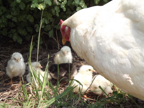 Eden Orchard & Farmstay - Melbourne Tourism 27