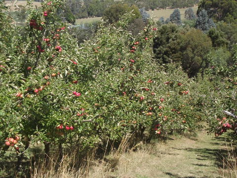 Eden Orchard & Farmstay - Melbourne Tourism 26