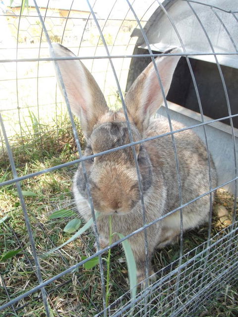 Eden Orchard & Farmstay - Melbourne Tourism 29
