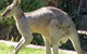 The Grampians Motel - thumb 3