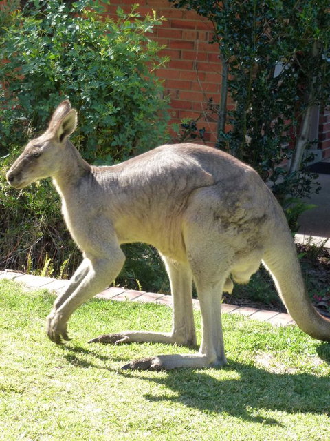 The Grampians Motel - Melbourne Tourism 3