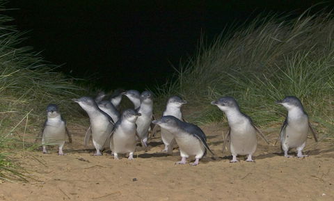 Phillip Island Apartments - Melbourne Tourism 13